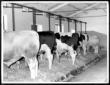 Un allevamento di bovini, in una stalla