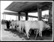 Una rassegna bovina