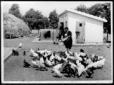 Una donna distribuisce da mangiare alle galline, i ...