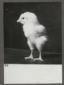Allevamento di gallinacei; inquadratura di un pulc ...
