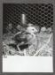 Allevamento di gallinacei; inquadratura di un pulc ...