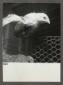 Allevamento di gallinacei. Un pulcino appollaiato  ...