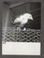 Allevamento di gallinacei. Un pulcino appollaiato  ...