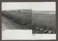 Panoramica di una distesa di grano