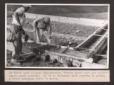 Azienda di Santa Luce, reparto della Pieve. Due op ...