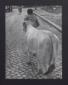 Un uomo porta con s un vitello lungo una strada p ...