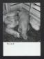 Allevamento di suini. Una scrofa con i suoi piccol ...