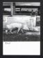 Allevamento di suini. Veduta di una scrofa