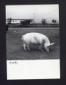 Allevamento di suini. Una scrofa all'interno del c ...