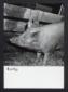 Allevamento di suini. Una scrofa all'interno di un ...