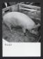 Allevamento di suini. Una scrofa all'interno di un ...