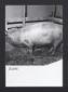 Allevamento di suini. Una scrofa all'interno di un ...
