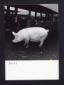 Una scrofa circondata da uomini in visita in un ce ...
