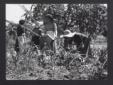 Corso di istruzione agraria. Alcune donneal lavoro ...