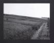 Veduta panoramica di una distesa di grano