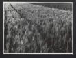 Distesa di spighe di grano in localit Bocca di Co ...