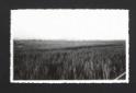 Veduta panoramica di un campo coltivato a grano