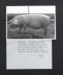 Scrofa (razza Landrace) allevata da Ermanno Sartuc ...