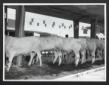 Capi di bestiame esposti alla mostra zootecnica di ...