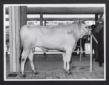 Mostra zootecnica di Grosseto. Un vitello da latte