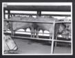 Mostra zootecnica di Grosseto. Due vitelli in un r ...
