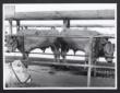 Mostra zootecnica di Grosseto. Due vitelli in un r ...