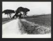 Veduta di una strada alberata che attraversa i cam ...