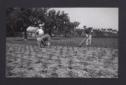 Tre agricoltori sono al lavoro in un campo. Una do ...