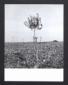 Un piccolo albero di ulivo messo, da poco tempo, a ...