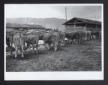 Assegnazione di vitelli presso l'Azienda del Fucin ...