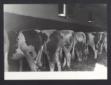 Interno di una stalla con le mucche