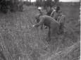 Mussolini al lavoro nei campi di grano
