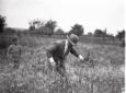 Mussolini al lavoro nel campo di grano