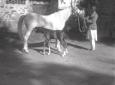 Asmara: un allevamento di cavalli