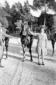 Villa Torlonia: una donna accanto ad un cavallo