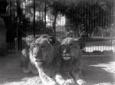 Totale frontale di una coppia di leoni,  ...