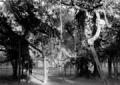 Vegetazione di un parco a Calcutta