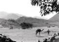 Un indigeno avanza in un altopiano con un cammello ...