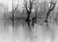 Alberi spogli nella paludi pontine