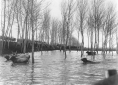 Buoi attraversano una palude