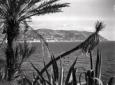 La costa vista dalla villa, palme