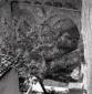 Cortile con un albero visto dall'alto, campo medio