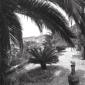 Un giardino con delle palme, campo medio
