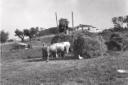 Veduta della campagna; i buoi, i covoni  ...