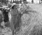 Una ragazza raccoglie il grano; totale