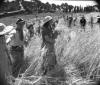 Una ragazza raccoglie il grano; al suo fianco un u ...