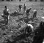 Addetti in tuta da lavoro raccolgono le patate da  ...