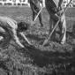 Addetti all'orto di guerra raccolgono le patate ne ...