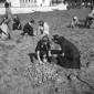 Ragazze raccolgono le patate nell'orto di guerra;  ...