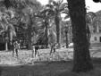 Giardinieri zappano un orto di verdura; sullo sfon ...
